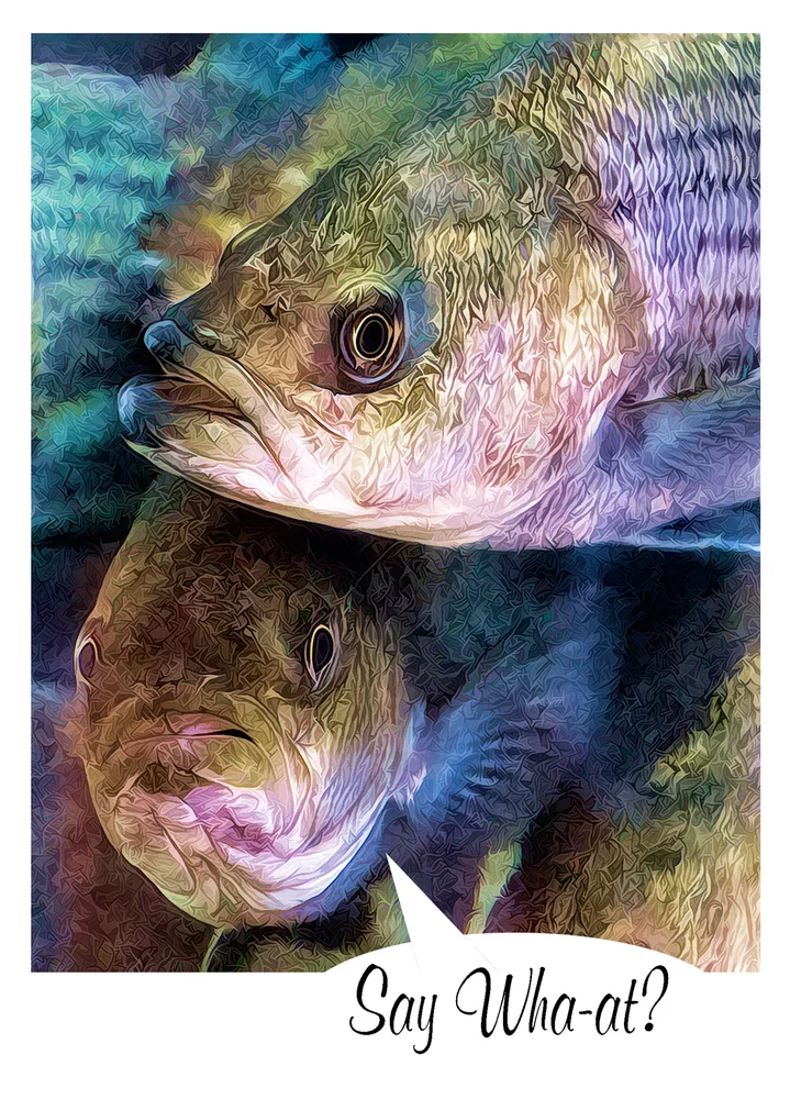 Two stylized fish staring at the cameara, one with the caption "Say What?"
